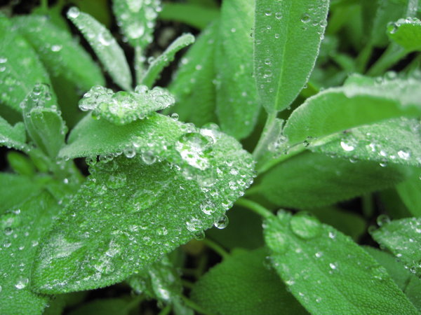 Sweet Potato Gnocchi with Sage and Brown Butter